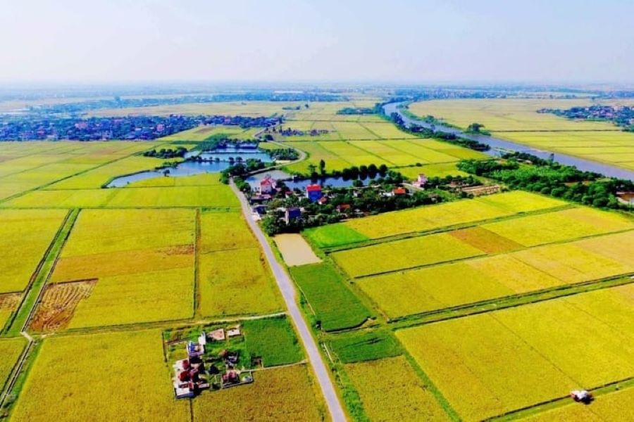 Đất nông nghiệp bỏ hoang sẽ bị Nhà nước thu hồi